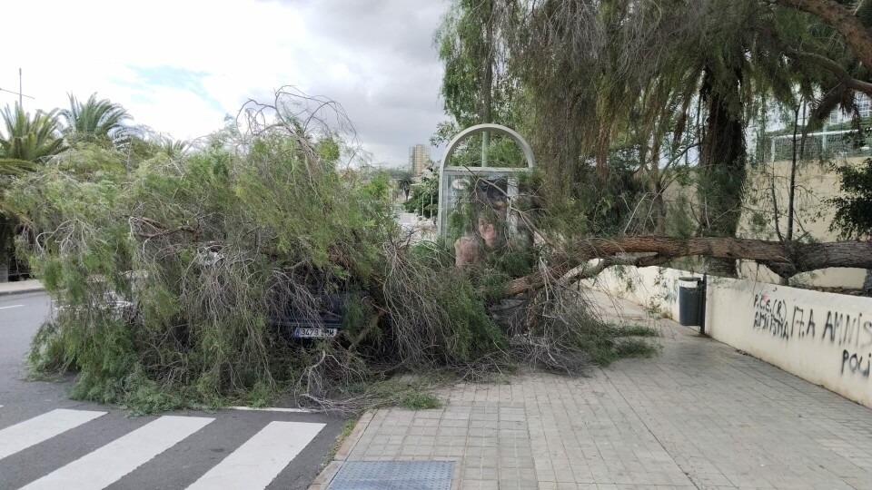 Treet som veltet traff en parkert bil. Heldigvis var det ingen i bilen da det skjedde. Foto: Policia Local