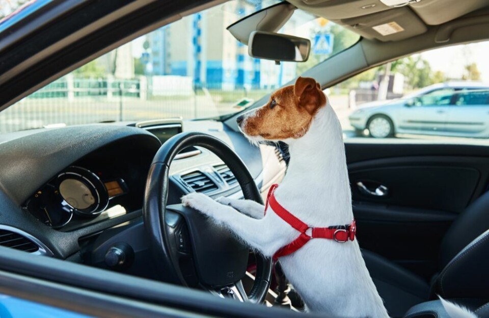 Å ta med hunden til Spania i bil er mindre stressende for hunden – men overlat kjøringen til oss mennesker. Hunden skal være trygt plassert i godkjent bilbur. Foto: Envato Elements Å ta med hunden til Spania i bil er mindre stressende for hunden – men overlat kjøringen til oss mennesker. Hunden skal være trygt plassert i godkjent bilbur. Foto: Envato Elements