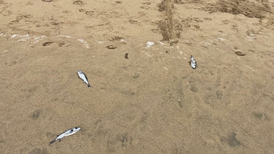 GIFTIG: Kulefisk kan være dødelig for både mennesker og dyr. Foto: Mi Playa de Las Canteras. GIFTIG: Kulefisk kan være dødelig for både mennesker og dyr. Foto: Mi Playa de Las Canteras.