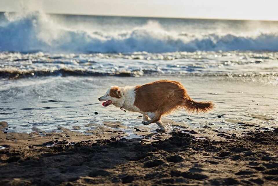 Det er mange hundestrender i Spania. Foto: Envato Elements Det er mange hundestrender i Spania. Foto: Envato Elements