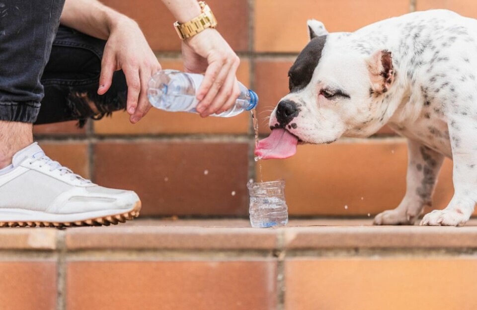 Når du tar med hunden til Spania må du være oppmerksom på varmen. Ha alltid med friskt vann til vofsen! Foto: Envato Elements Når du tar med hunden til Spania må du være oppmerksom på varmen. Ha alltid med friskt vann til vofsen! Foto: Envato Elements