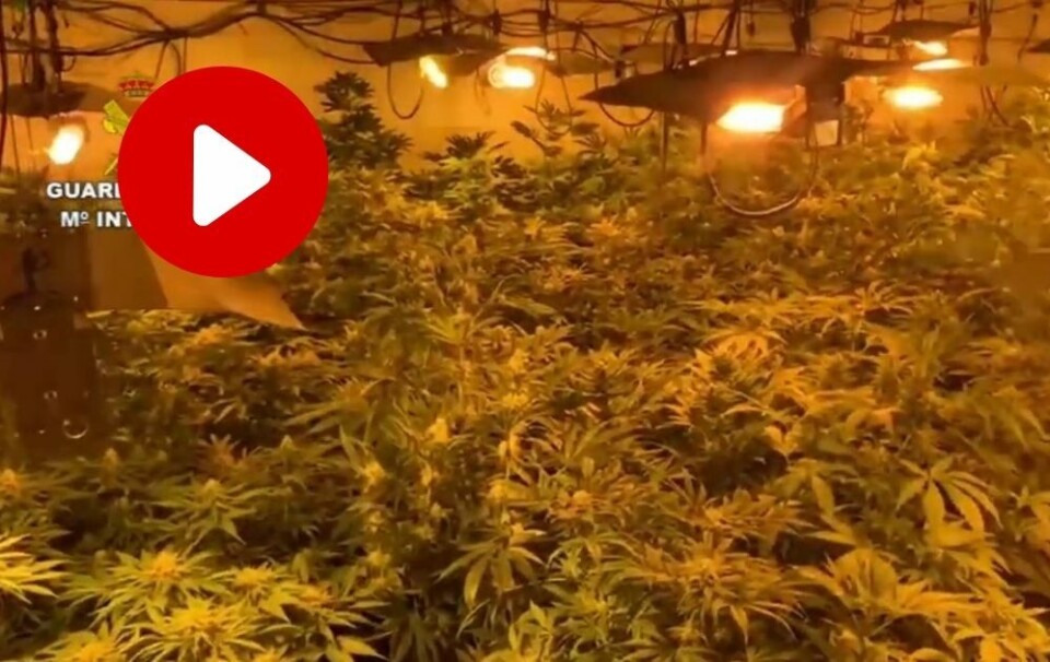 AKSJON: Guardia Civil slo til mot mannens adresse, der de fant hele 717 cannabisplanter.