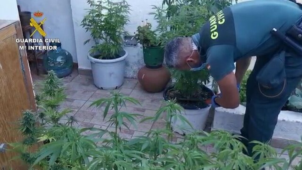 Tatt med over 700 marijuana-planter på Gran Canaria