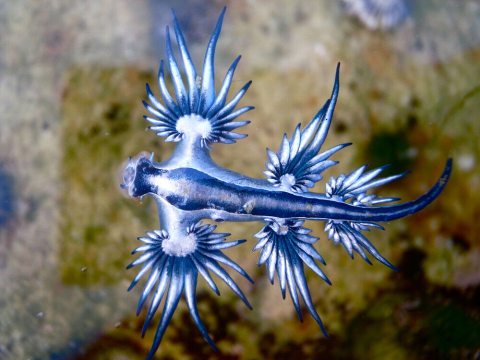 Glaucus Atlantic us er best kjent som blå drage. De er bare et par cm store, men svært farlige. Foto: Shutterstock