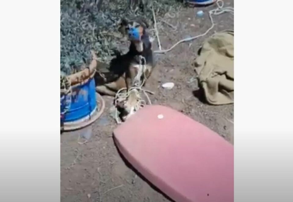 Timple-saken sender sjokkbølger gjennom Spania – krever strengere straffer