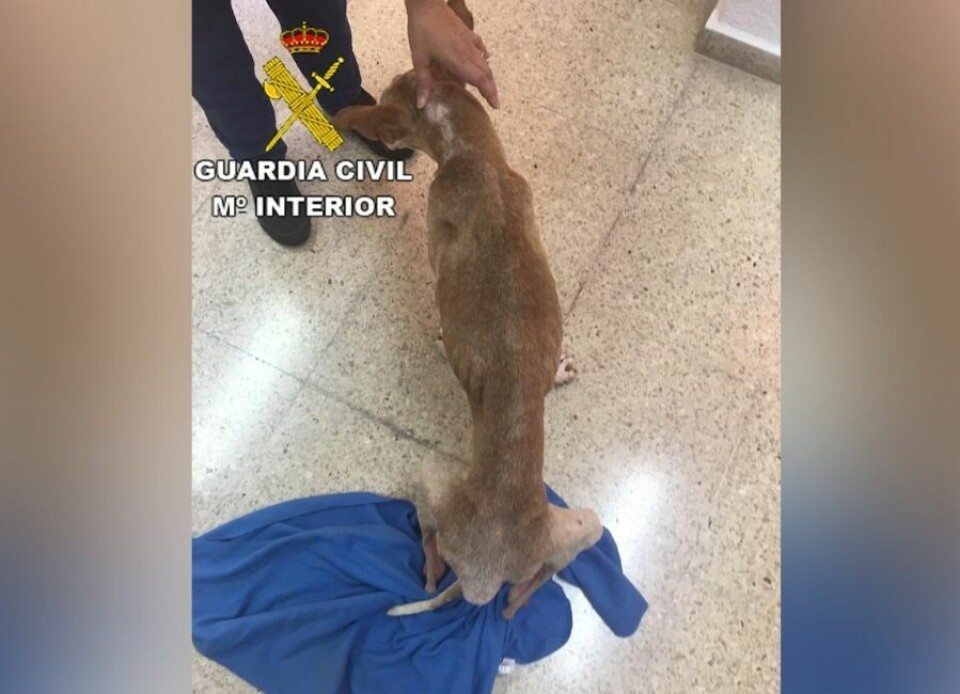 To menn etterforskes for dyremishandling i Telde – hundene var utsultet Kvinne dumpet skadet hund i container Mann knivstakk hunden sin 14 ganger