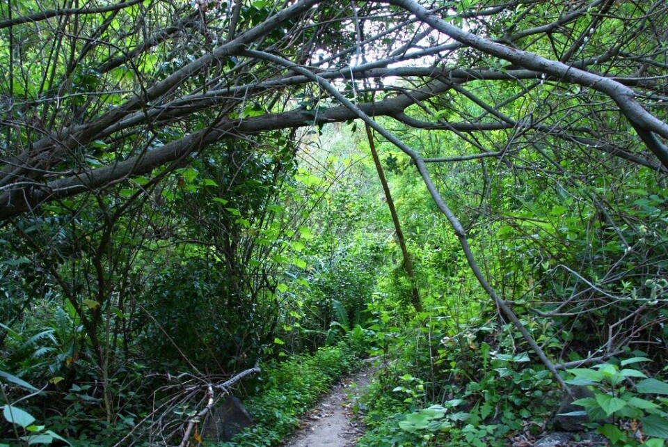 Turgåer reddet ut fra Azuaje-ravinen på Gran Canaria