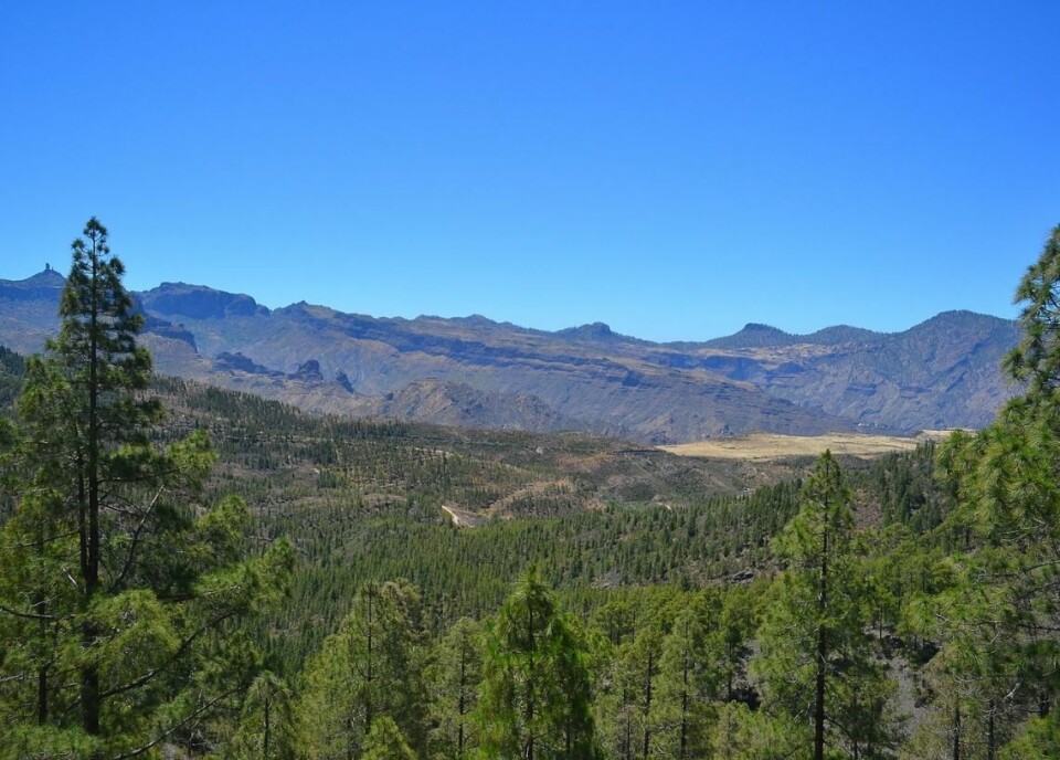 Turist gikk seg vill i Tamadaba-skogen på Gran Canaria