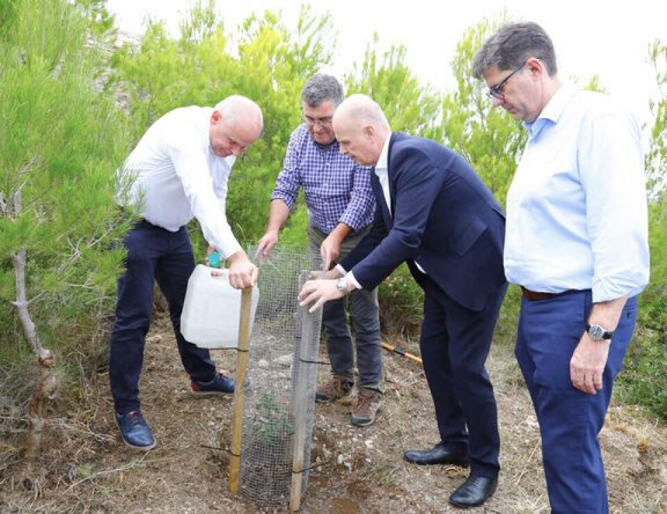 Fra venstre: Sebastian Ebel, Joan Simonet Pons, Thomas Ellerbeck og Jaume Bauzà Mayol planter et av 50.000 trær på Mallorca. Foto: TUI
