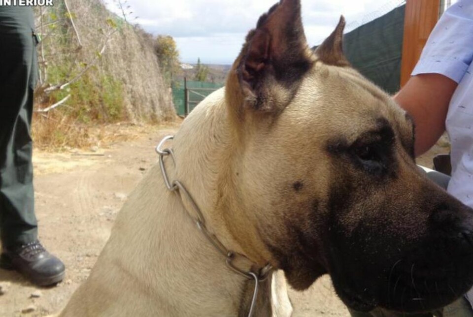 Praksisen med å utforme hunders ører ved hjelp av kirurgi har vært forbudt siden 2018. Foto: Guardia Civil