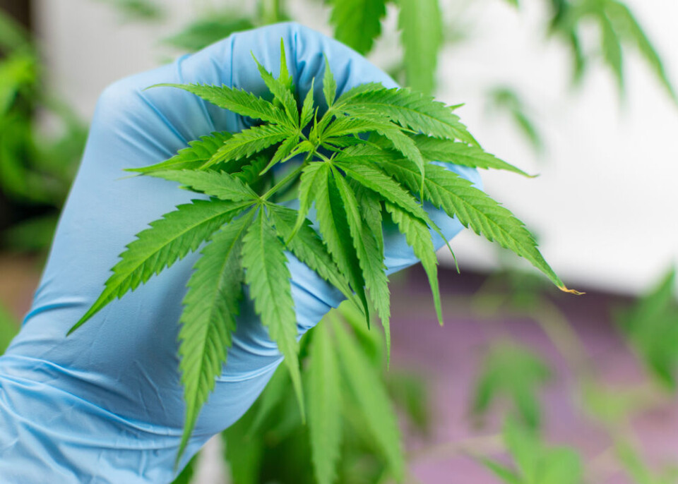 Arkivfoto av medisinsk cannabis. Foto: Shutterstock