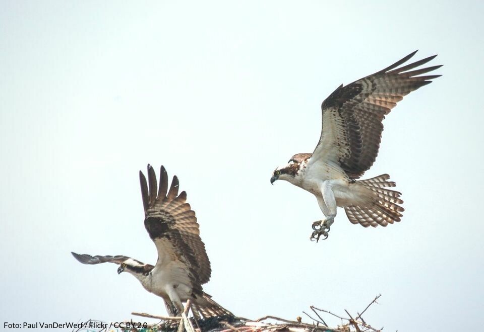 Vil redde fiskeørnen fra utryddelse på Kanariøyene