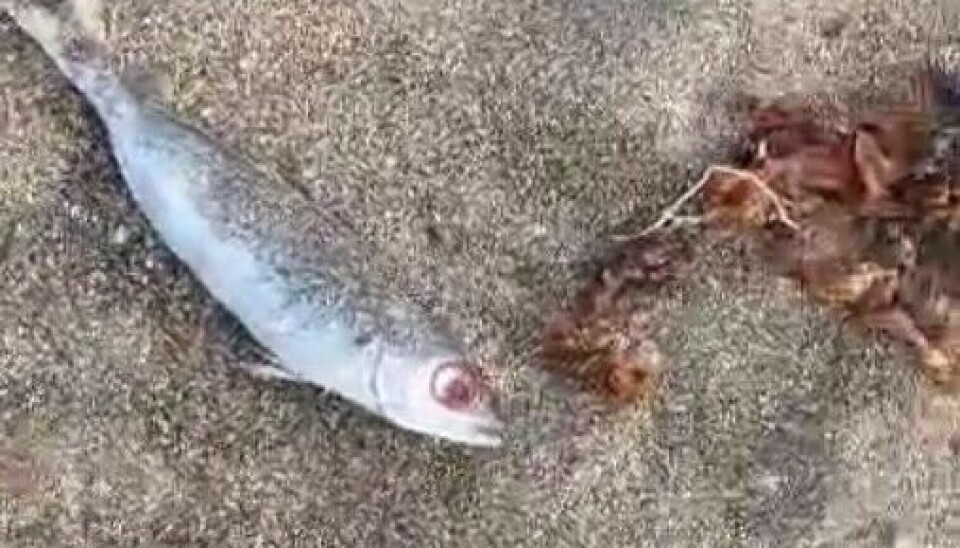 Stranda ble full av død fisk