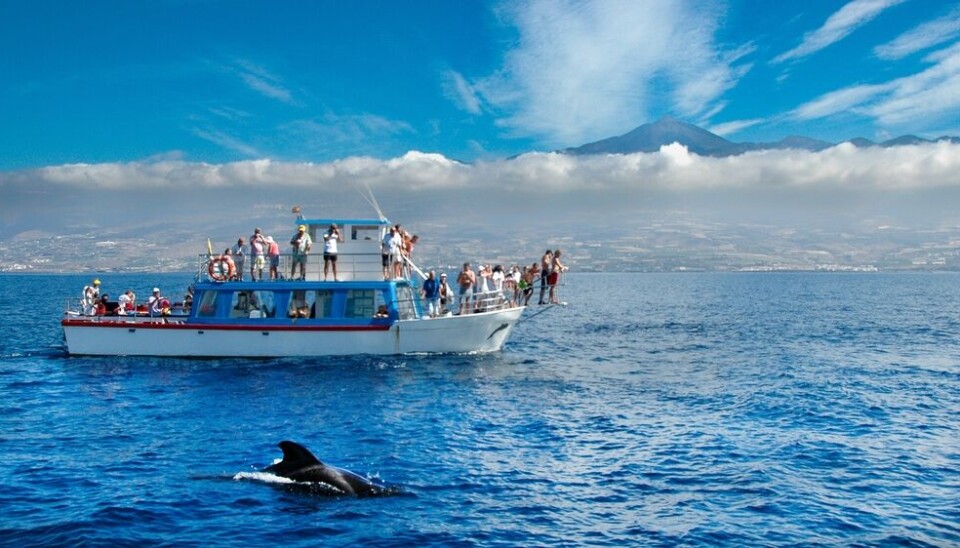 Hvalsafari på Tenerife.