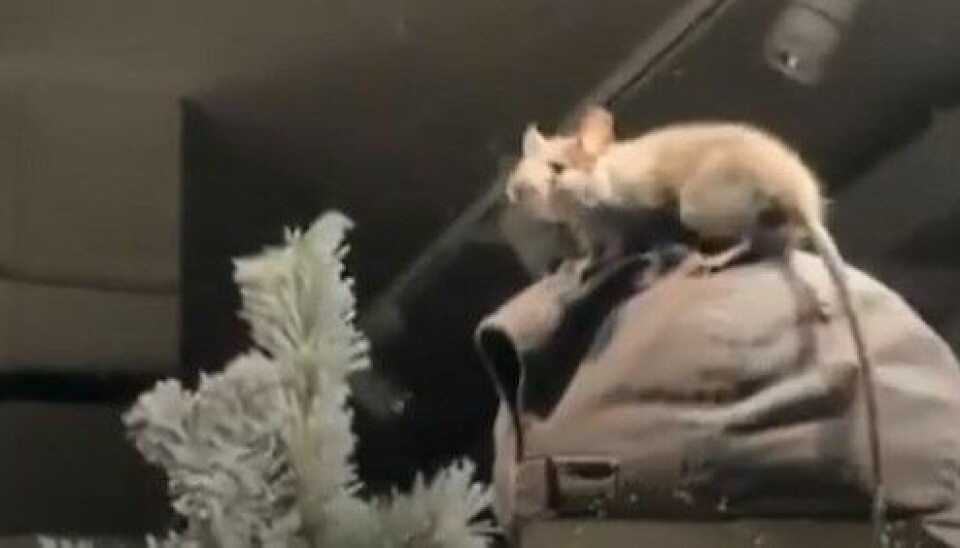 INVADERER BUTIKKENE: Rotteplagen i byens mest populære handlegate vil ingen ende ta. Foto: Privat