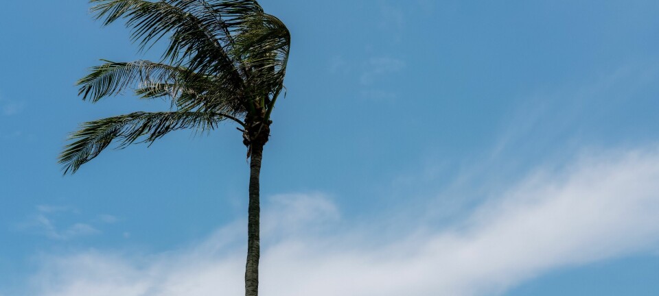 Varsel om kraftig vind på Kanariøyene – opptil 90 km/t