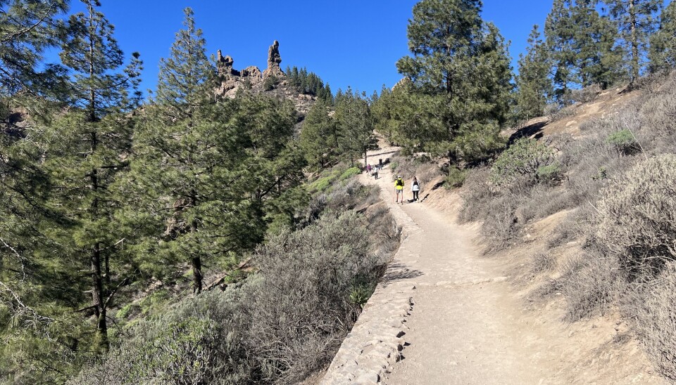 START: De første hundre metrene til Roque Nublo starter med en pent bygget sti.