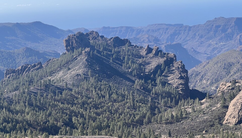 Kommer man opp i høyden er det ikke palmatrær som florerer rundt. På vei opp til toppen er det tykt med furutrær.