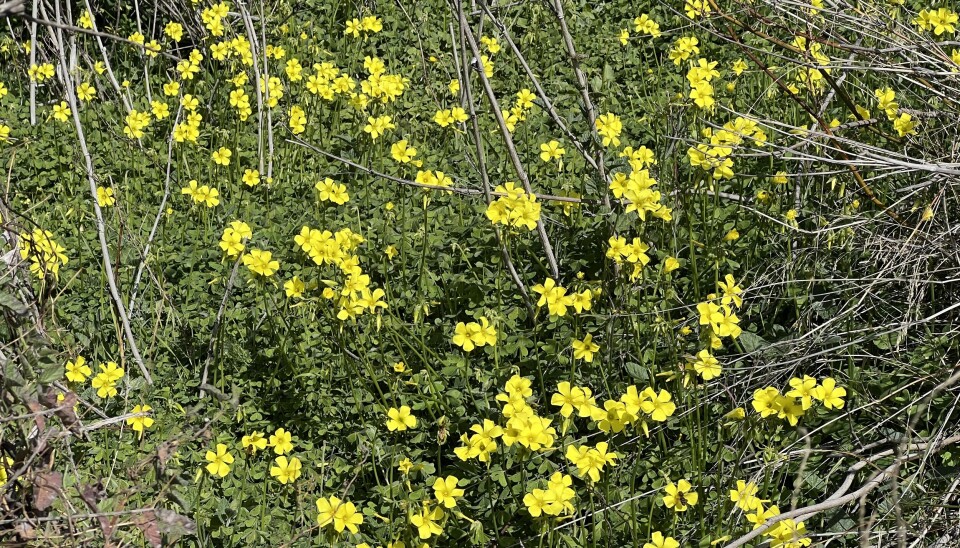 BLOMSTRER: En rekke blomster er i full gang med å vise frem sine flotte farger til årets sommersesong.