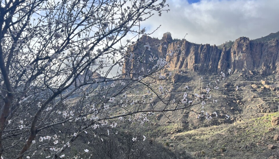 MEKTIG: Mandelblomstringen med fjell i bakgrunnen. Bilde er tatt like ved Roque Nublo.