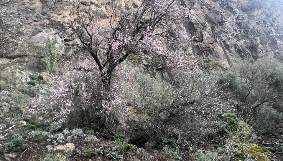 ROSA: Dette mandeltreet er tildekket av rosa blomster.