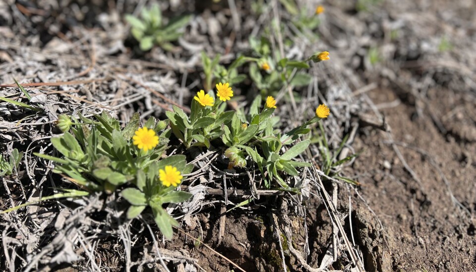 BLOMSTRER: Blomstene ser sine første solstråler for året.