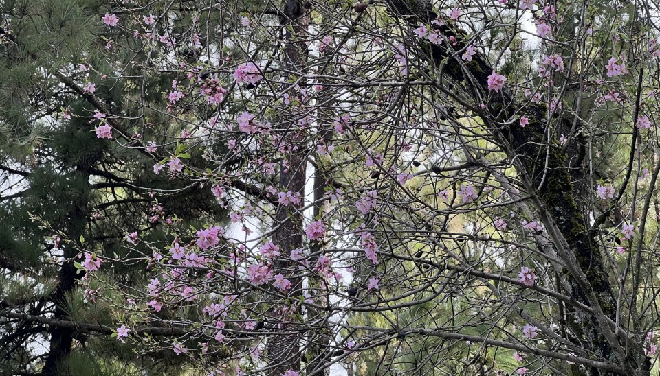 FARGERIKT: De rosa blomstene pryder mandeltreet.