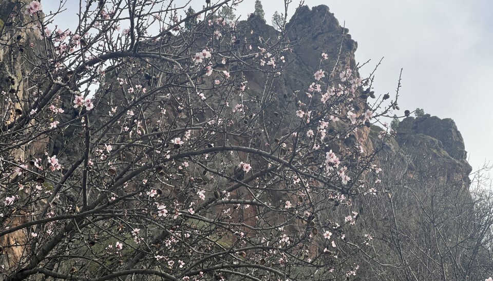 Mandeltreet er i full blomst.