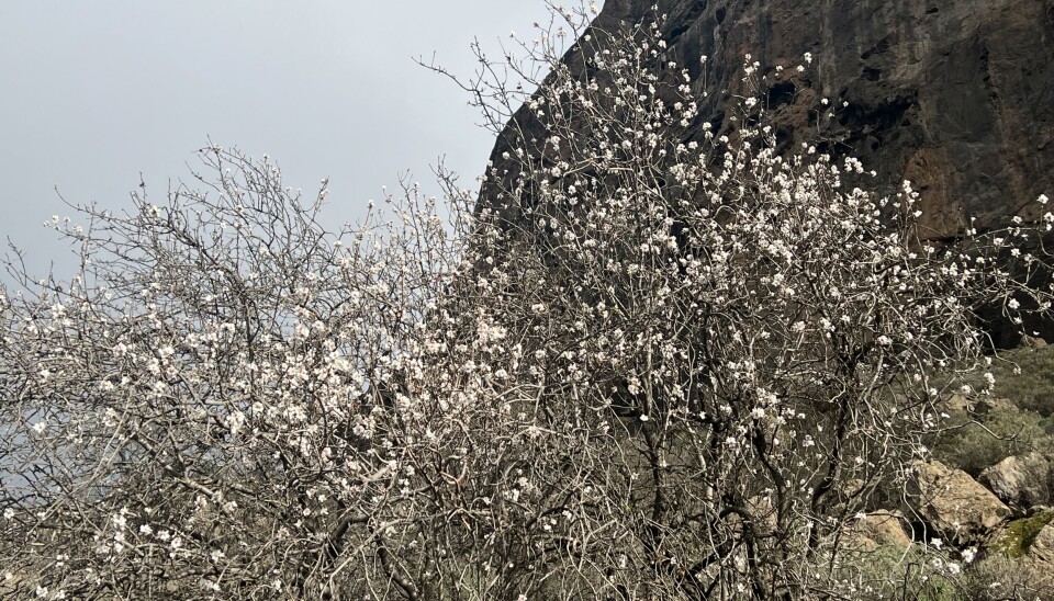Mandeltreet er i full blomst.