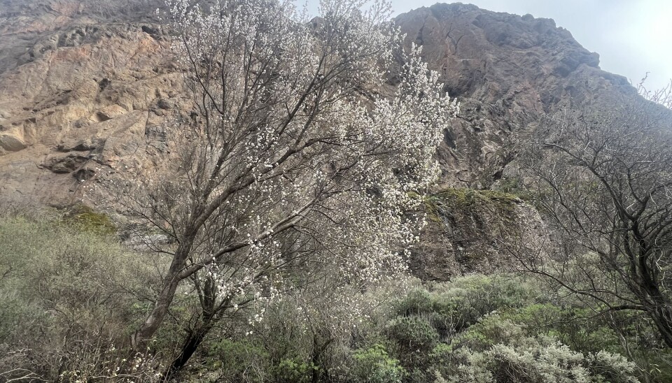 Mandeltreet er i full blomst.