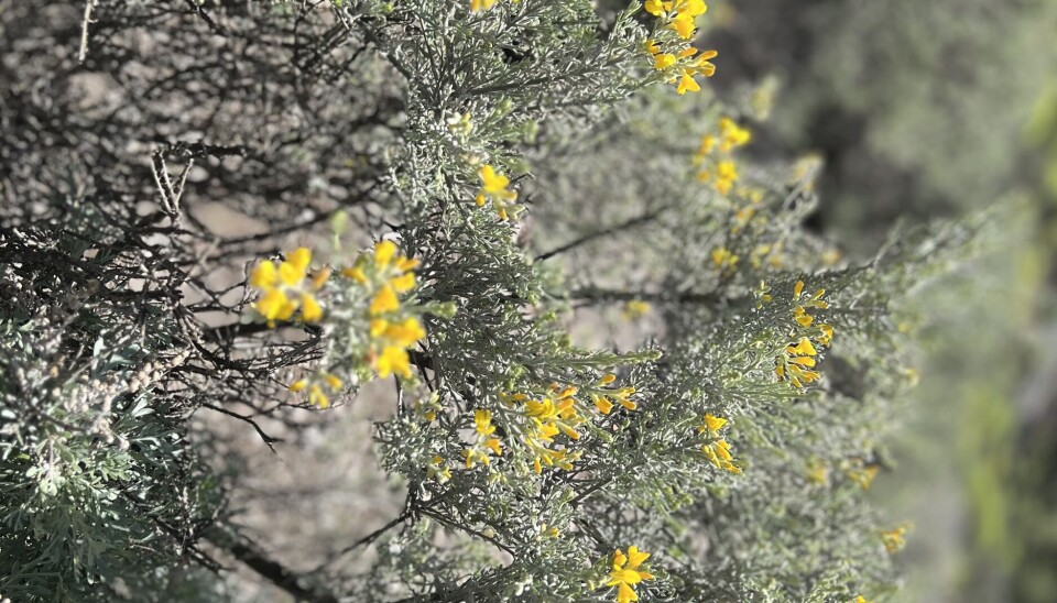 Denne busken går fra å være grå til å bli grønn med gule blomster.