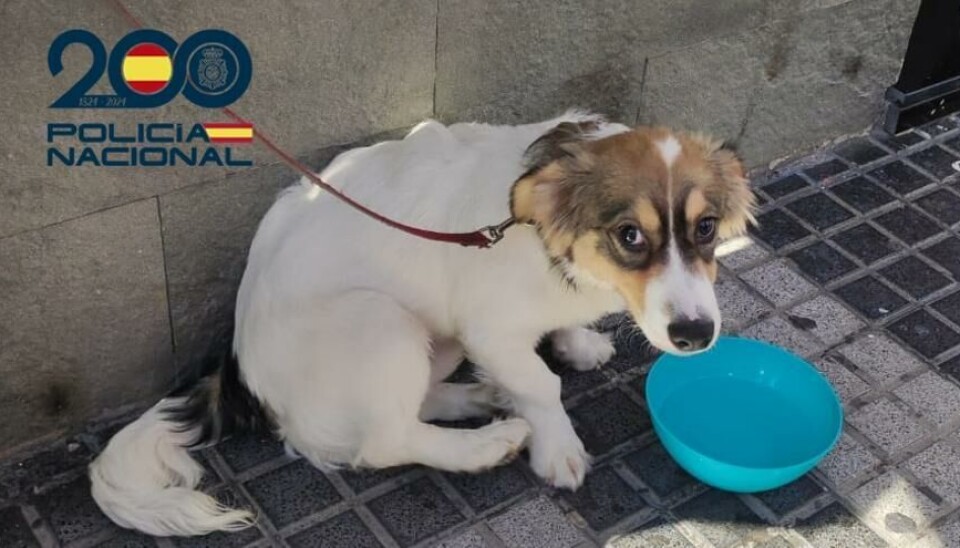 REDDET: Hunden satt innesperret i en glovarm bil.
