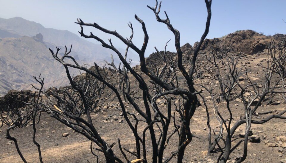 Brannen etterlot seg et svidd landskap i 2019.