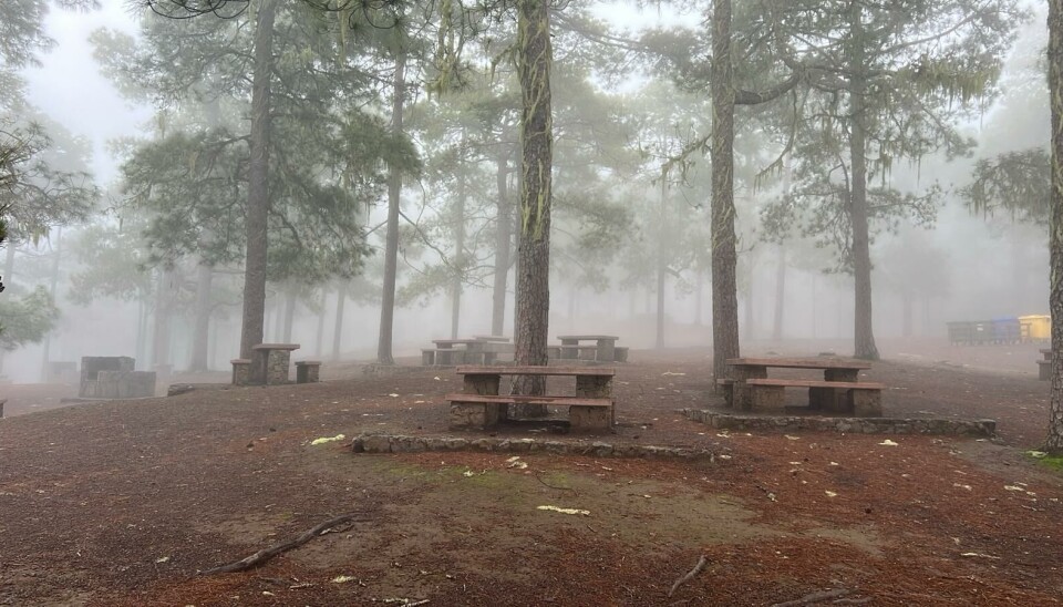Det var tåke og vått i fjellene på Gran Canaria i går, torsdag.