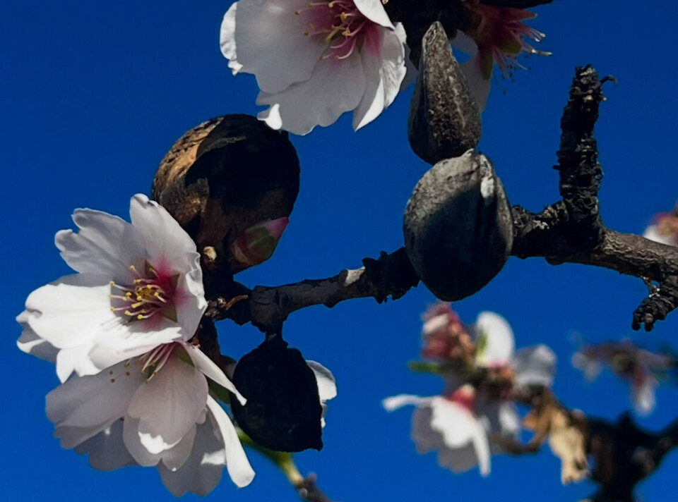 MANDELBLOMSTRING: Det er vakkert i fjellene på vårparten. Da kommer mandelblomstene frem.