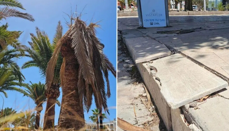 Døde palmer og knuste steinfliser står i sterk kontrast til det moderne Beach Club-hotellet Ving har bygd like ved.