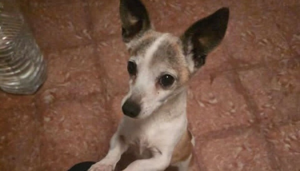 Hunden 'Boli' ble funnet halshugd utenfor familiens dør.