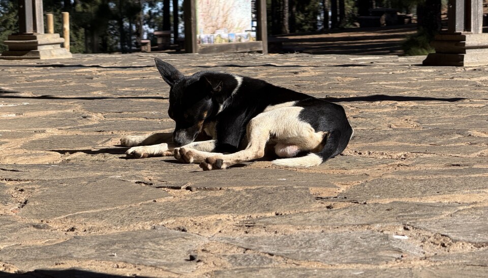 FORLATT: Denne hunden er en av de som har blitt forlatt i fjellet på Gran Canaria.
