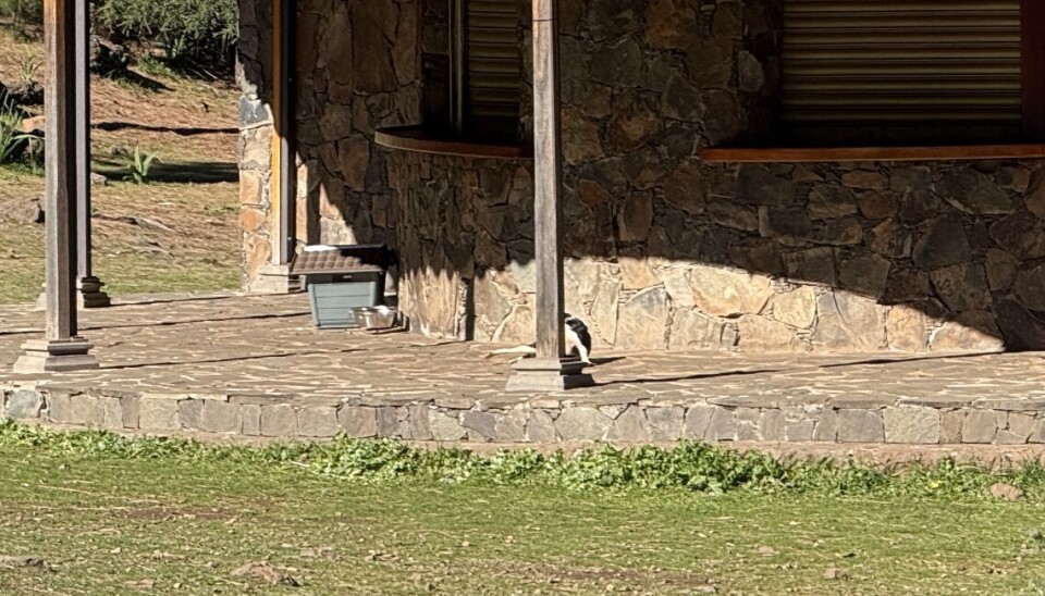 HAR HUS: Den forlatte hunden på Los Altos del Pozo har i det minste fått et lite hundehus.