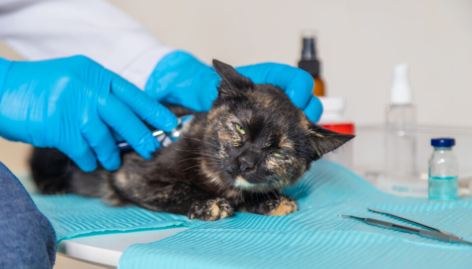 Arkivfoto av en katt hos veterinær.