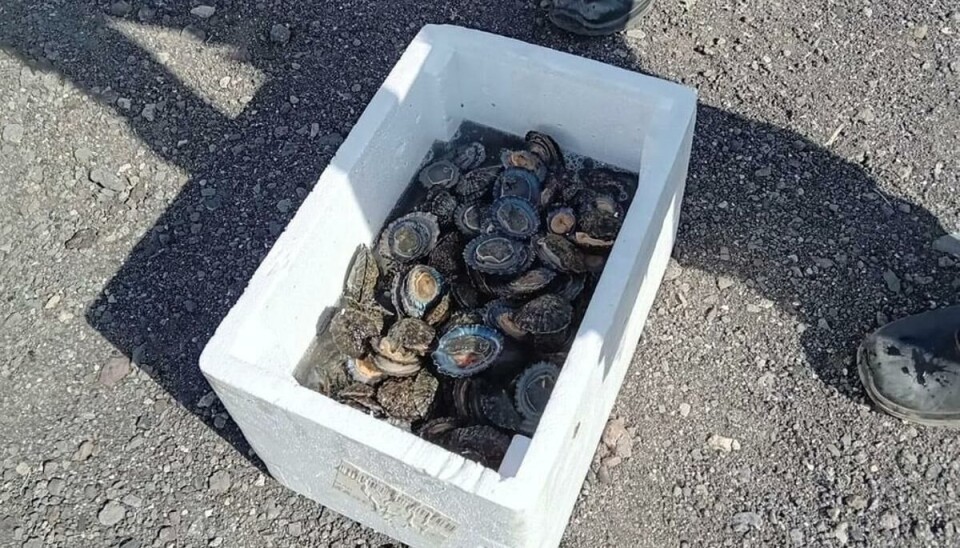 ULOVLIG: To personer er anmeldt for ulovlig fangst av strandsnegler i et vernet naturområde.