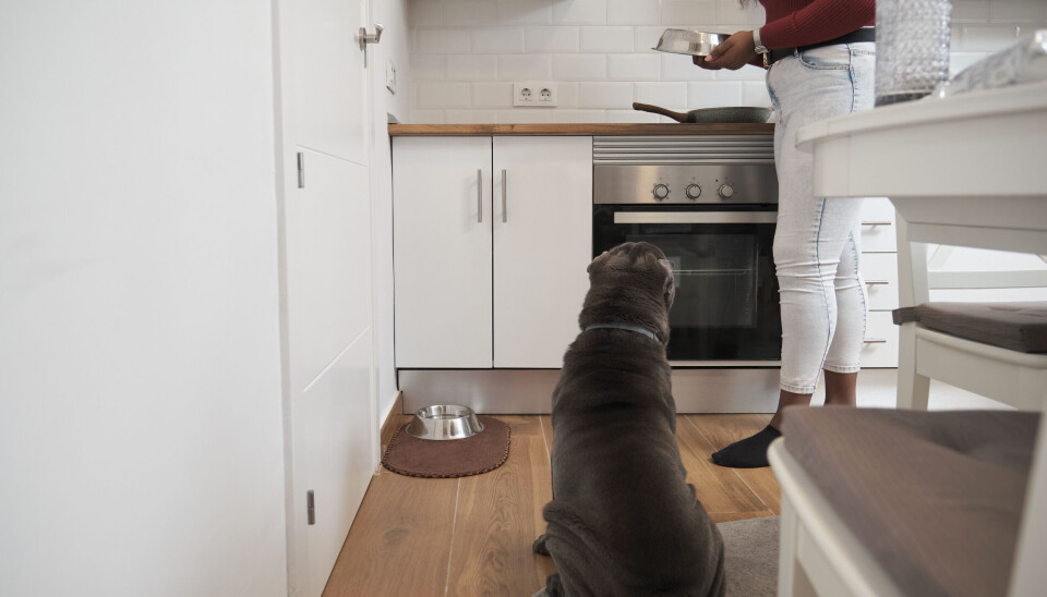NESTEN UMULIG: Å leie bolig i Spania med kjæledyr er nesten umulig.