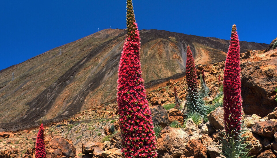 VAKKERT: Når den røde Tajinasten blomstrer er det uvanlig vakkert i fjellet på Tenerife.