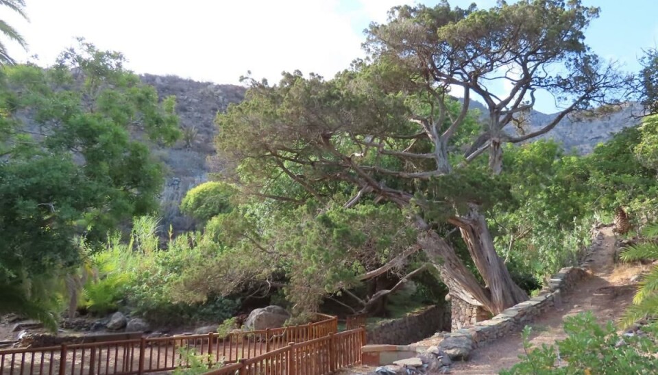 Sabinaen i Tirma er den største på Gran Canaria og en av de største på Kanariøyene.