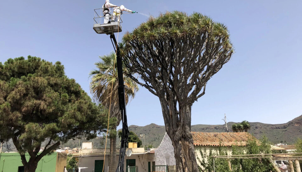 Et dragetre i Luis Verde fikk sårt tiltrengt omsorg av øyrådet nylig.