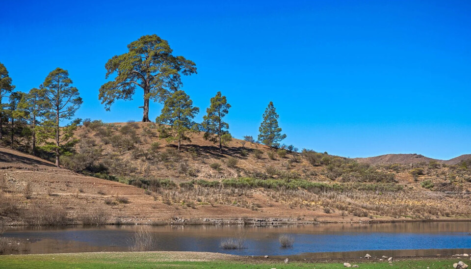 Eldgamle furutrær har også fått 'medisinsk nødhjelp' av øyrådet.