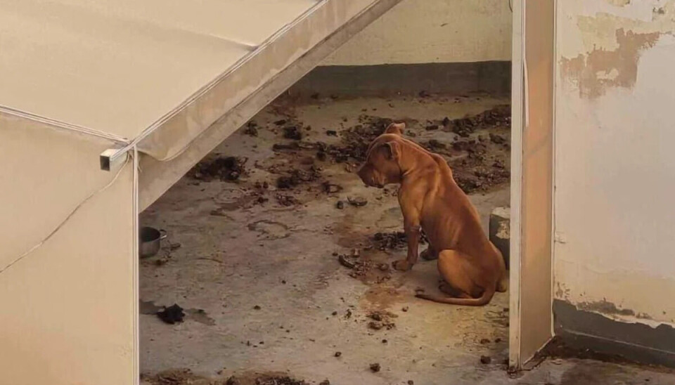 FORLATT: Ifølge dyrevernorganisasjonen Leales ble to hunder forlatt på et tak i Las Palmas. En av hundene klarte seg ikke.