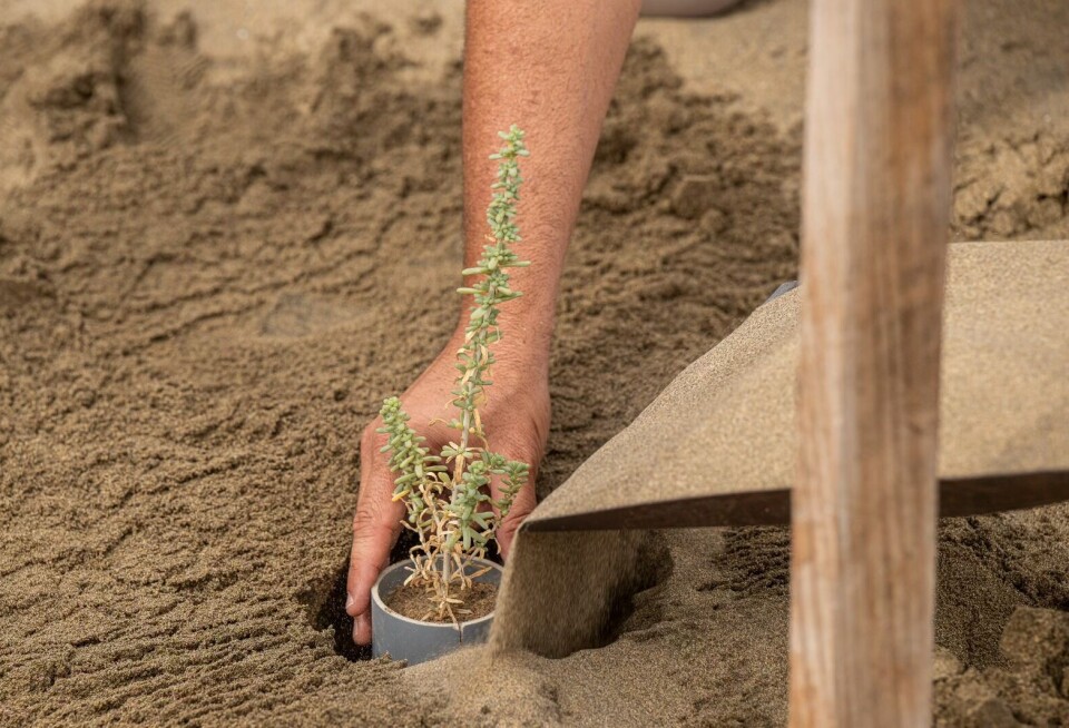 PLANTER: Strandbusker bidrar til å holde på sanddynene og motvirker dermed erosjon.