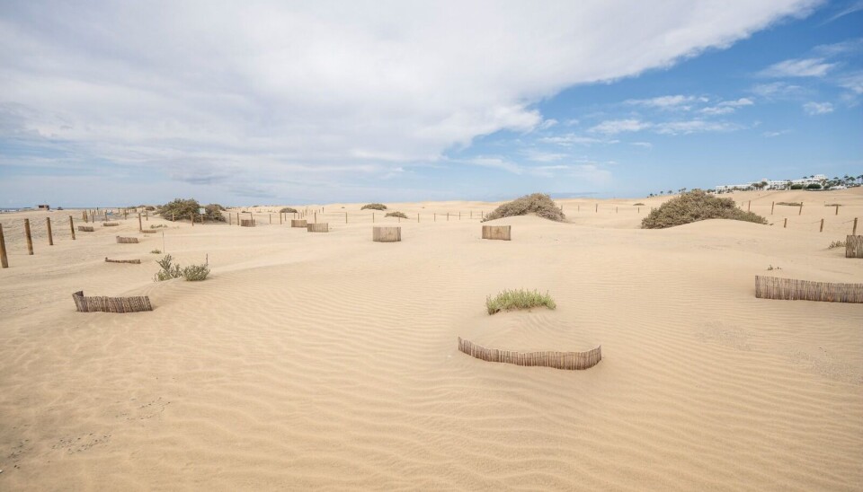 FANGER SAND: Spesielle sandfangere er satt opp for å holde på sanddynene.