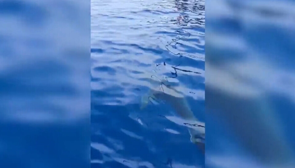 GÅR TIL ANGREP: Her kommer haien.